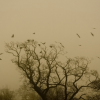 C�o�m�i�n�g� �H�o�m�e� �T�o� �R�o�o�s�t���. Keywords: Andy Morley;R�o�o�k�s�;�R�o�o�s�t�i�n�g�;�S�e�p�i�a�;�r�o�o�k�;�b�i�r�d�s�;�f�l�o�c�k�;�r�o�o�s�t�;�t�r�e�e�;�m�o�n�o�c�h�r�o�m�e�;�m�i�s�t�;�f�o�g���